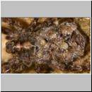 Pardosa amentata - Wolfspinne 08 mit Nachwuchs.jpg